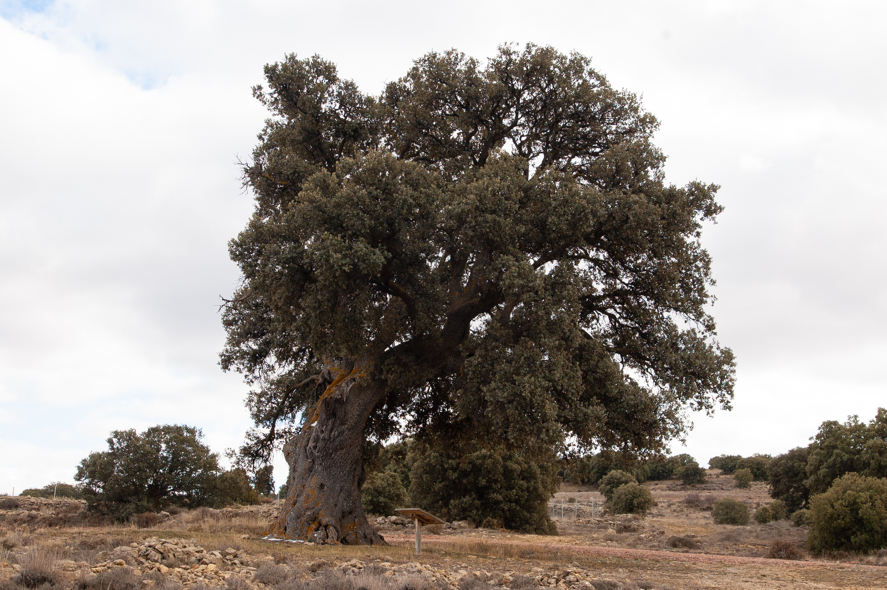 Carrasca de los Tocones