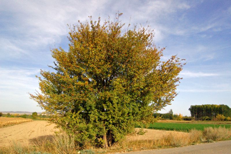 Majuelo Majuelo