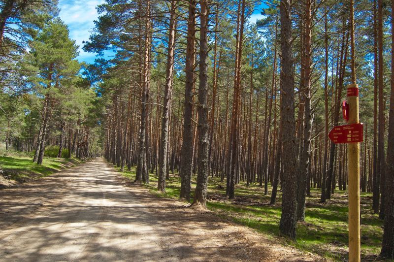 Pino silvestre (Pinus sylvestris)