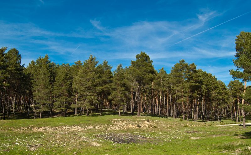 Pino silvestre (Pinus sylvestris)