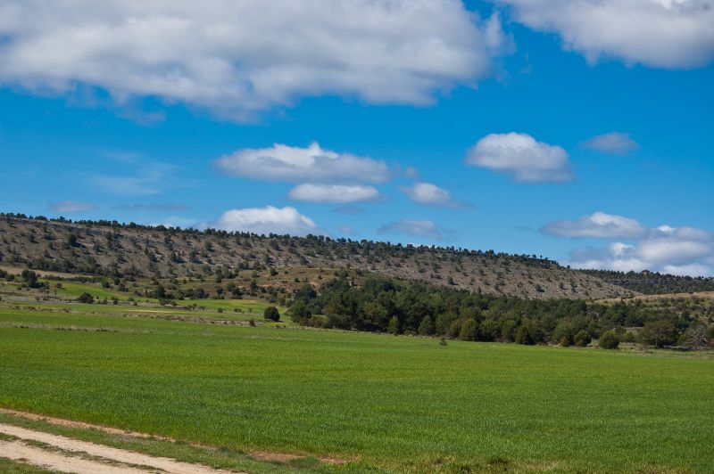 Sabinares Sierra de Cabrejas