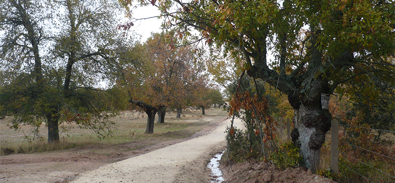 Camino Natural del Paisaje Agrario Sayagués