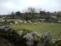 Rebaño pastando en un cortino en Almeida de Sayago