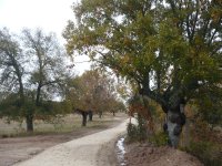 El camino se adentra en una dehesa poblada por robles melojos