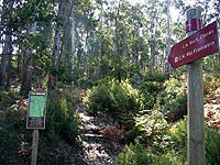 Sendero entre robles al inicio de la ruta del río Freixeiro