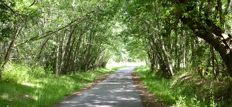 Camino Natural de Vía Nova. Tramo Santa Comba de Bande - A Saínza