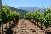 Las viñas que darán origen al vino con Denominación de Origen Valdeorras<br/>