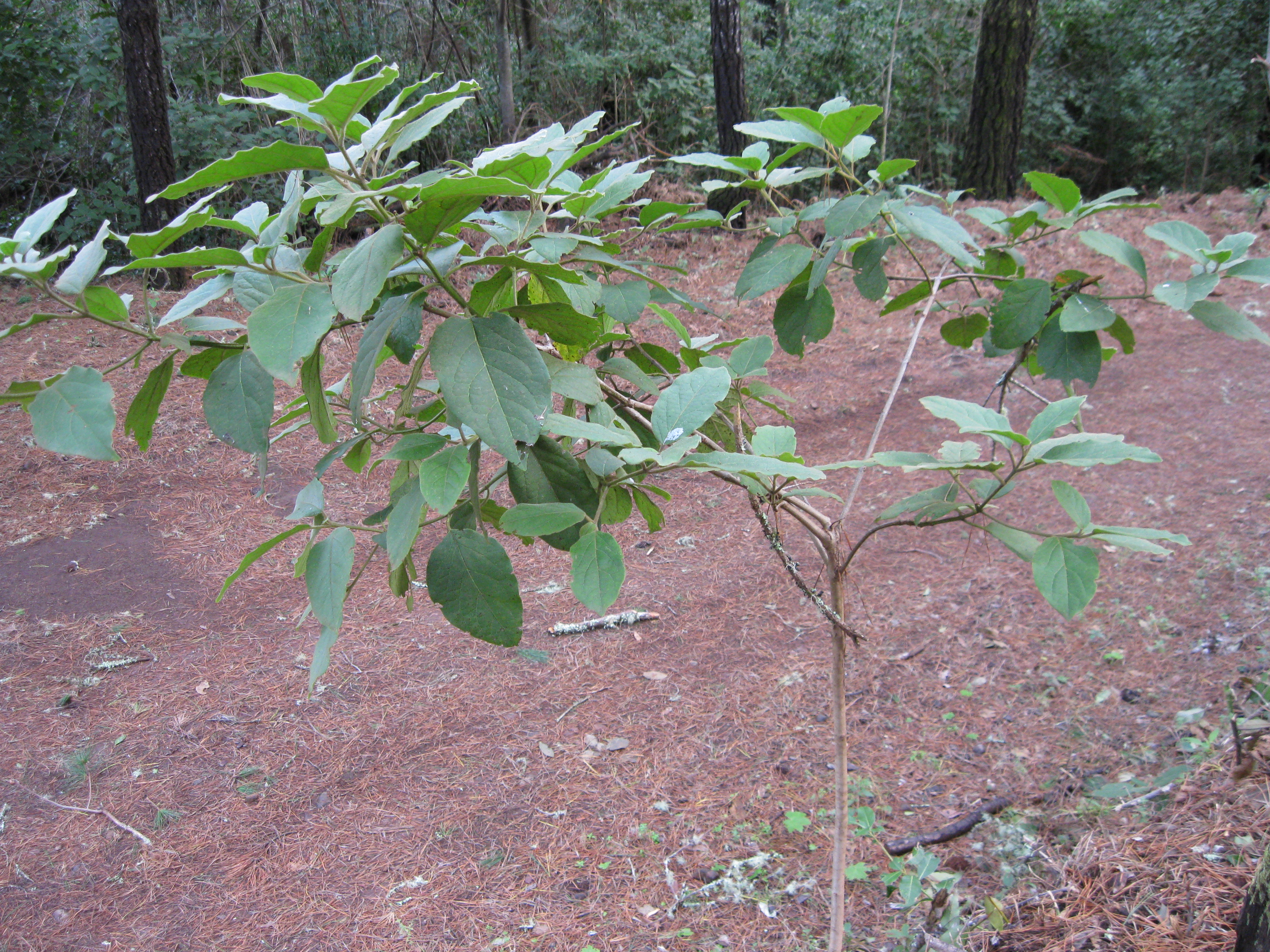 Ejemplar de "follao" (Viburnum rigidum) Ejemplar de "follao" (Viburnum rigidum)