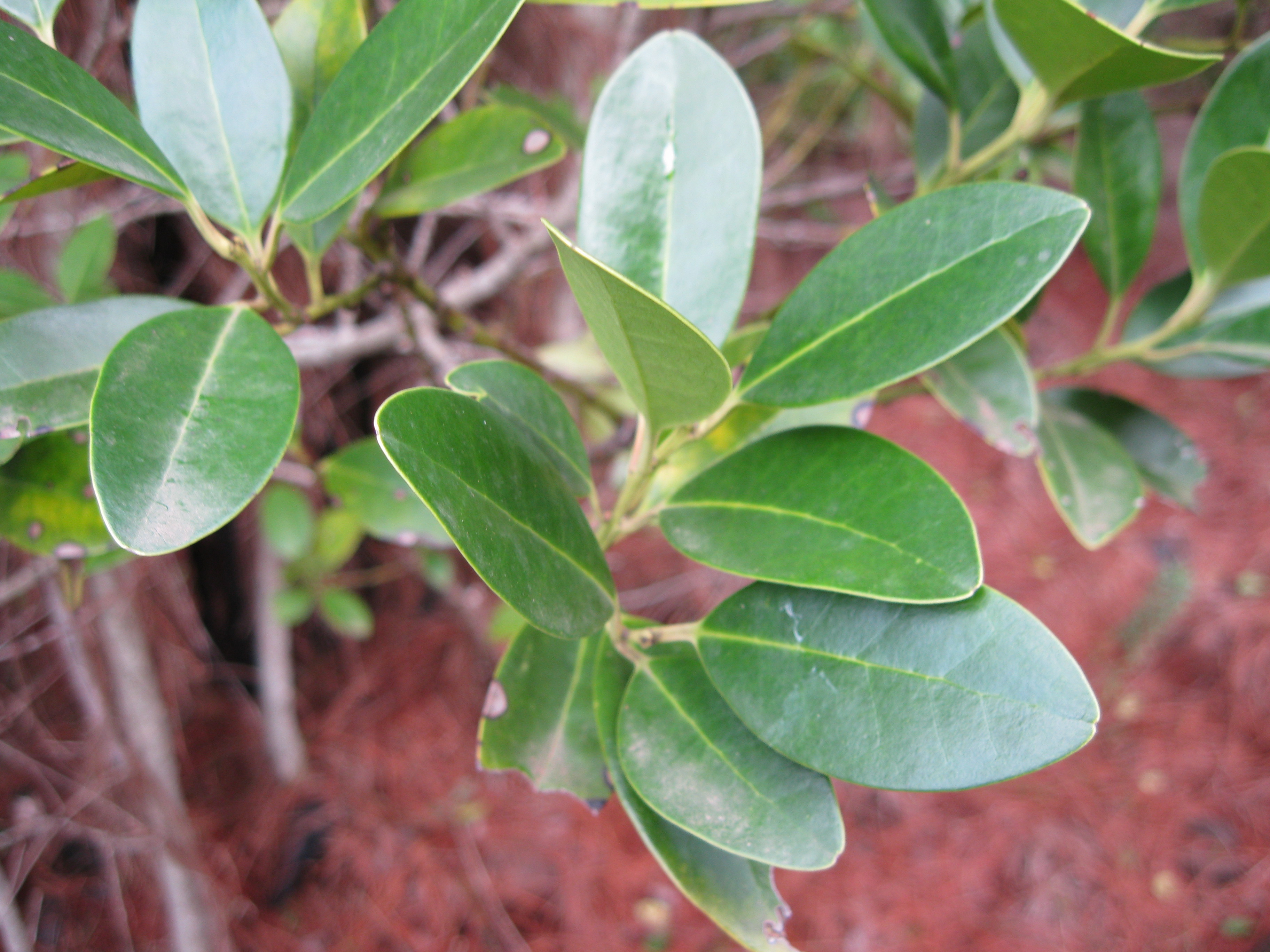 Acebiño (Ilex canariensis) Acebiño (Ilex canariensis)