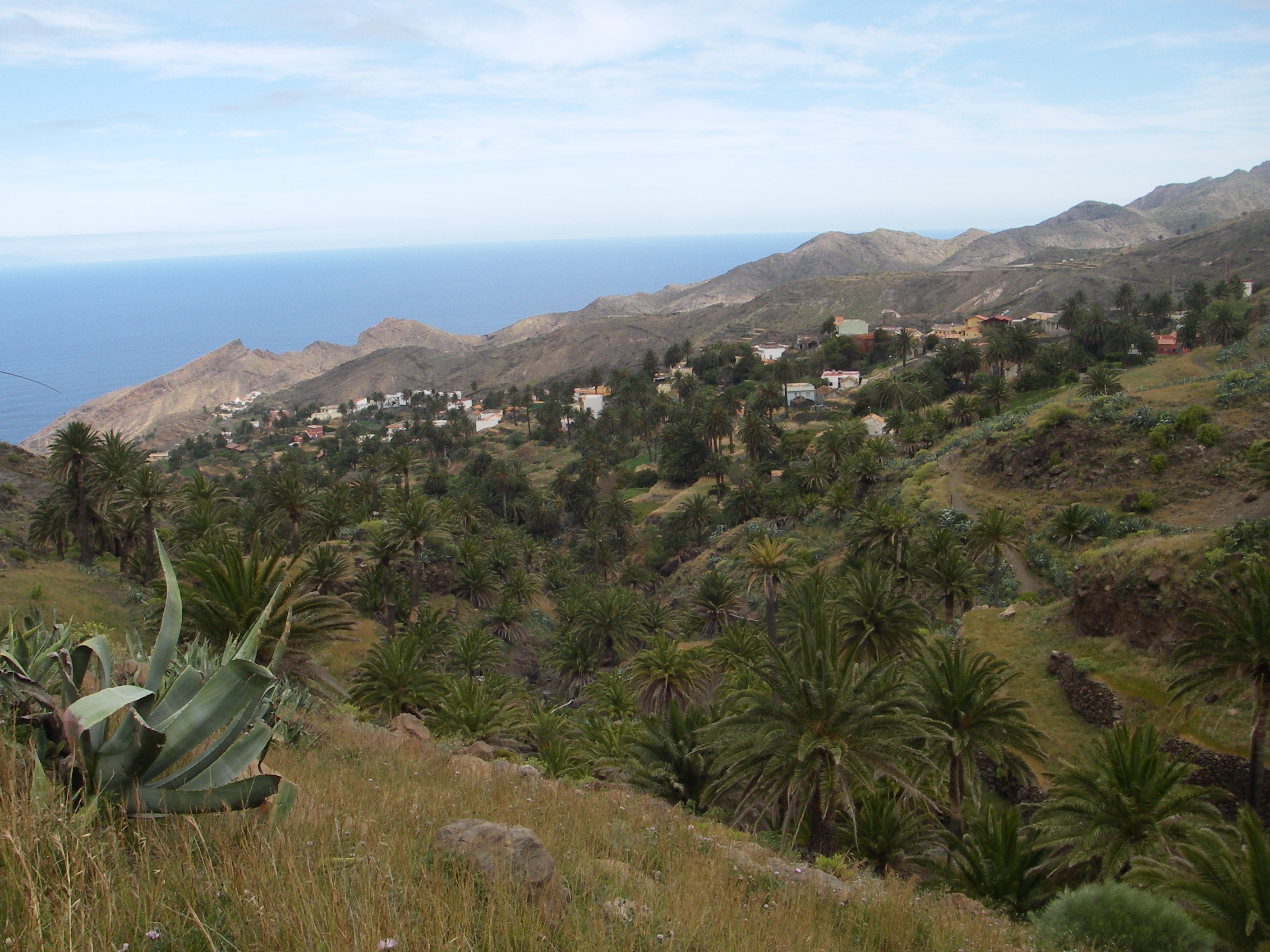 Alojera