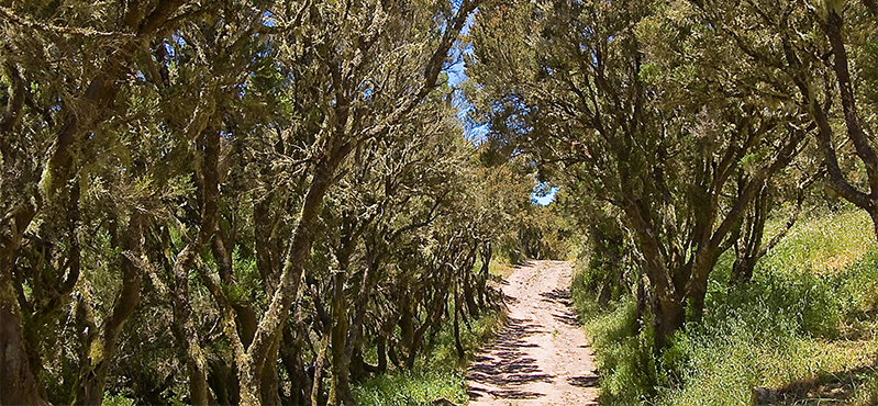 Camino Natural Cumbres de La Gomera. Etapa 2. Degollada de Peraza - Chipude