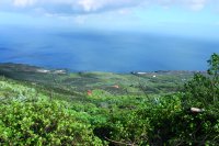 La vinagrera (Rumex Lunaria) es un endemismo canario muy extendido en la isla de El Hierro