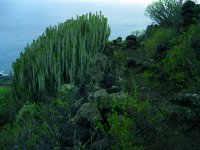 En esta zona se conservan las mejores poblaciones de cardón de la isla