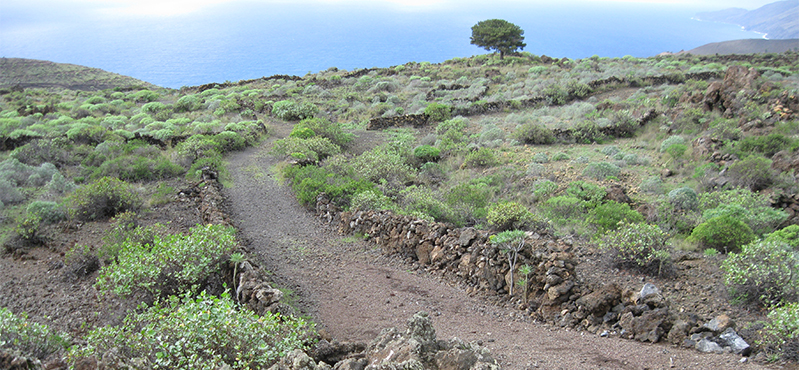 Camino Natural por los senderos tradicionales de El Hierro. Sendero Circular. Tramo 4: Tacorón - El Pinar