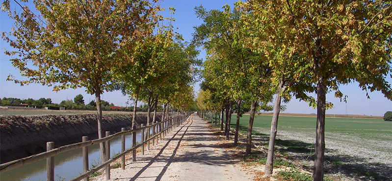 Camino Natutal Vía Verde de la Sierra de Alcaraz. Tramo Albacete - Balazote