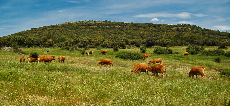 Camino Natural del a Cañada Real Soriana Occidental. Etapa 2: Otero de Herreros - Embalse del Pontón Alto