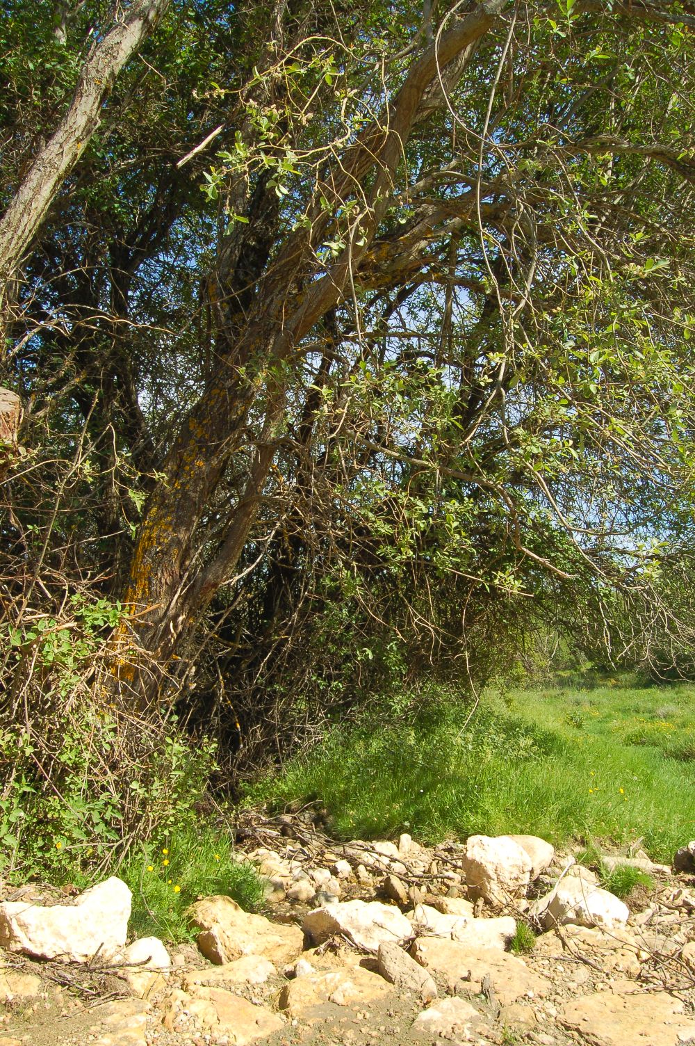 Arroyo de la Pedrona