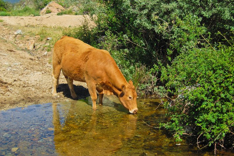 Río Pirón