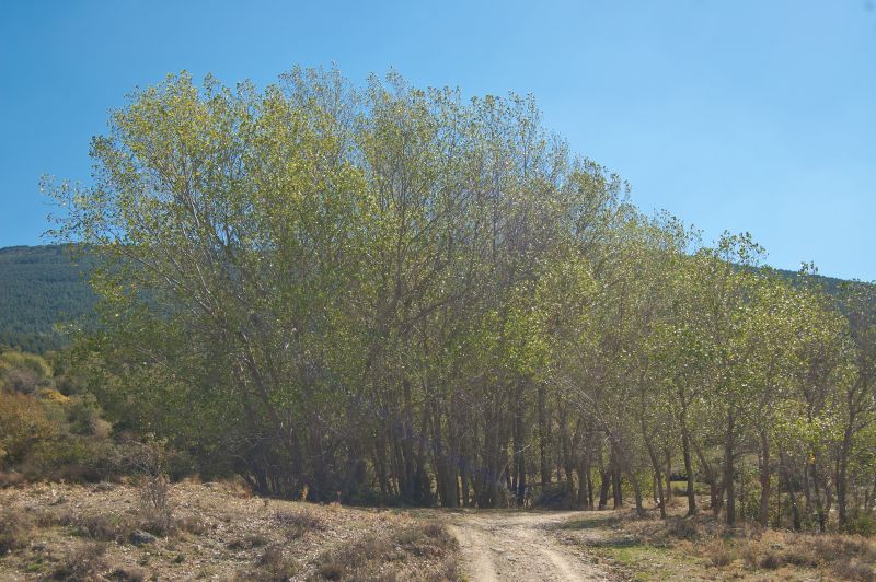 Álamo negro