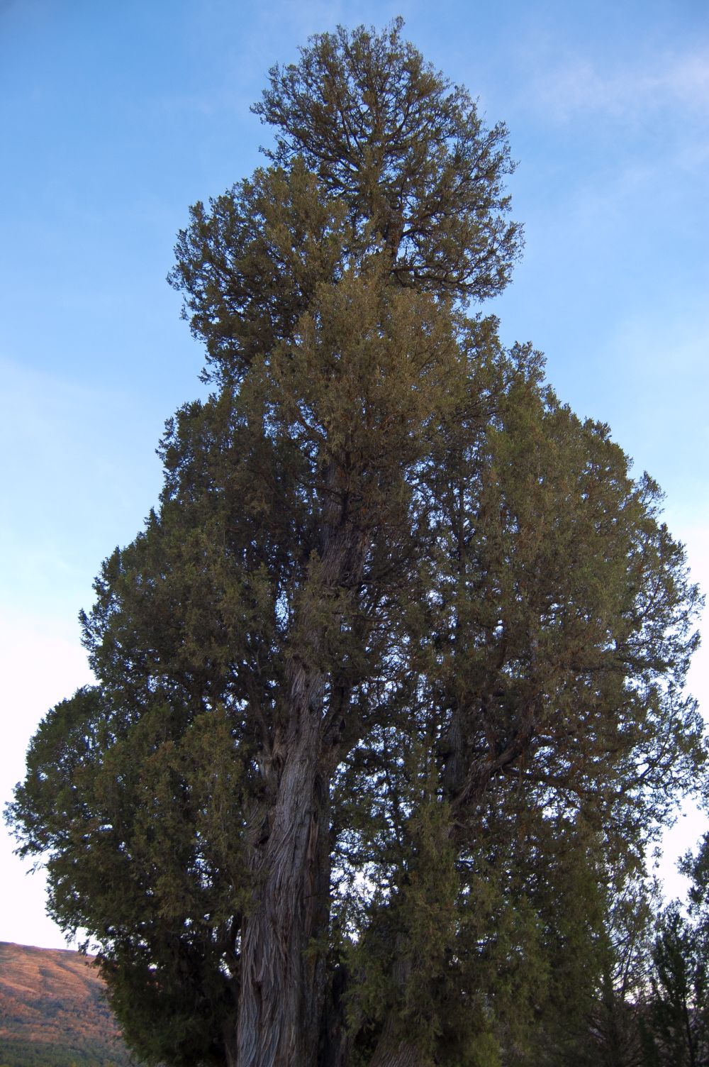 La enebra de Sigueruelo