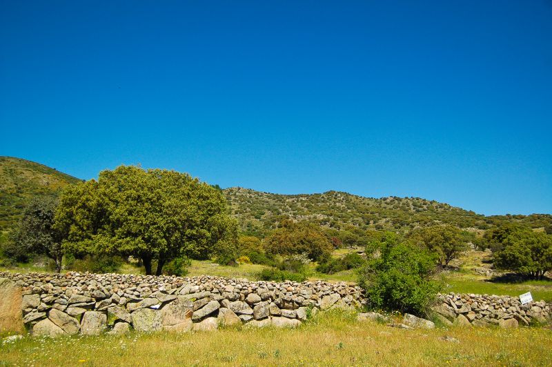 Dehesa de encinas