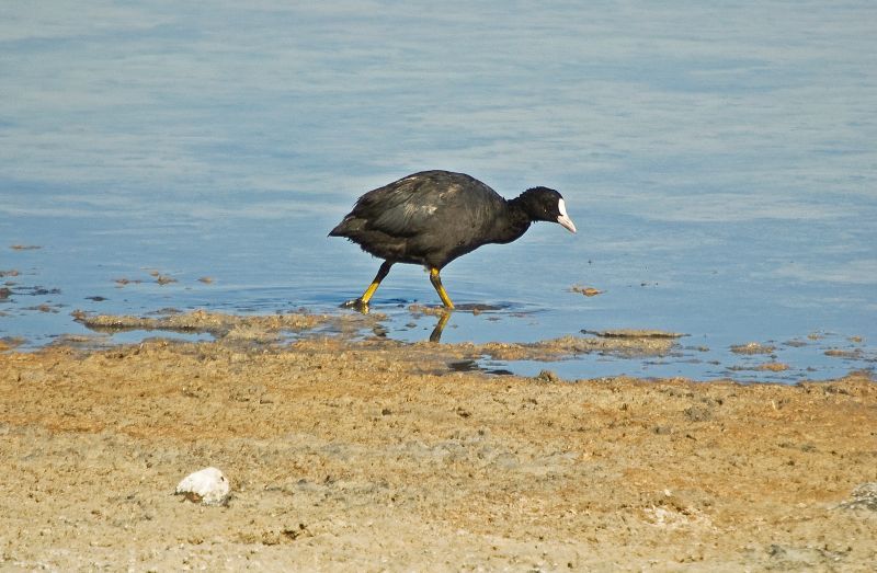 Laguna Grande de Villafranca de los Caballeros