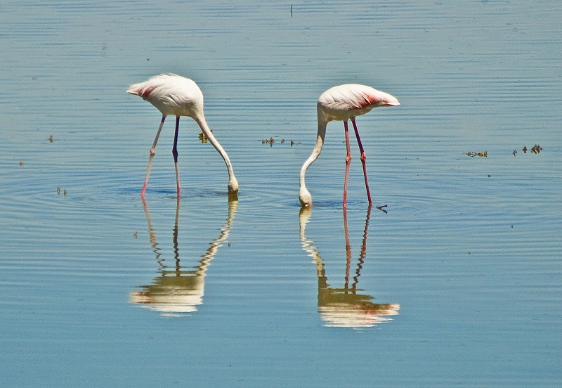 Laguna de la Veguilla