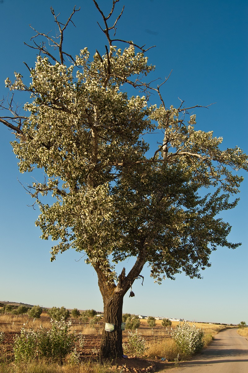 Álamo blanco