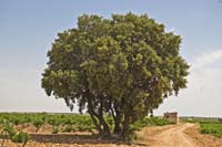Encina (Quercus ilex) de gran porte