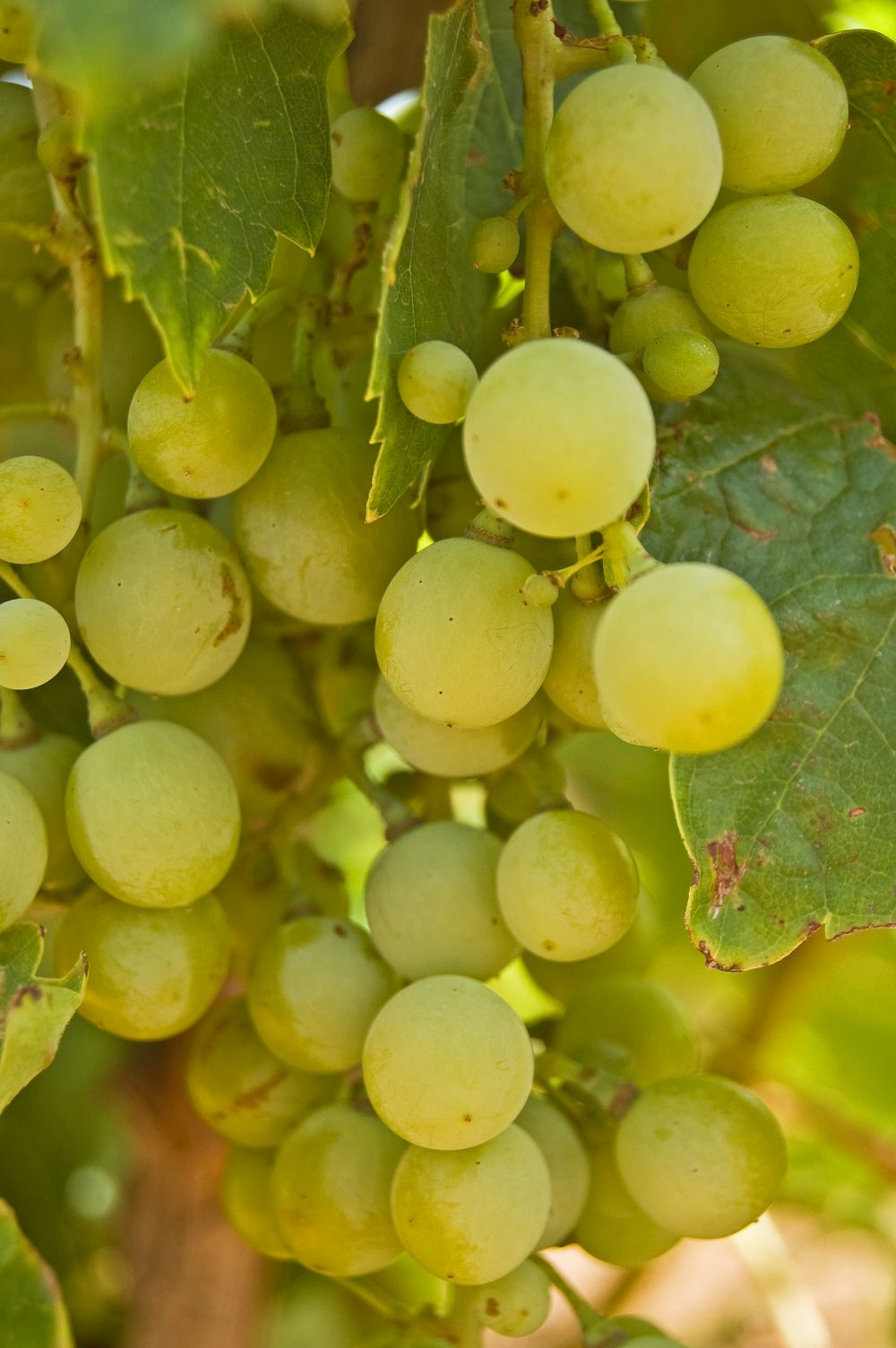 Viñedos