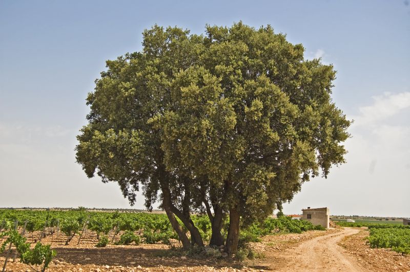 Encina