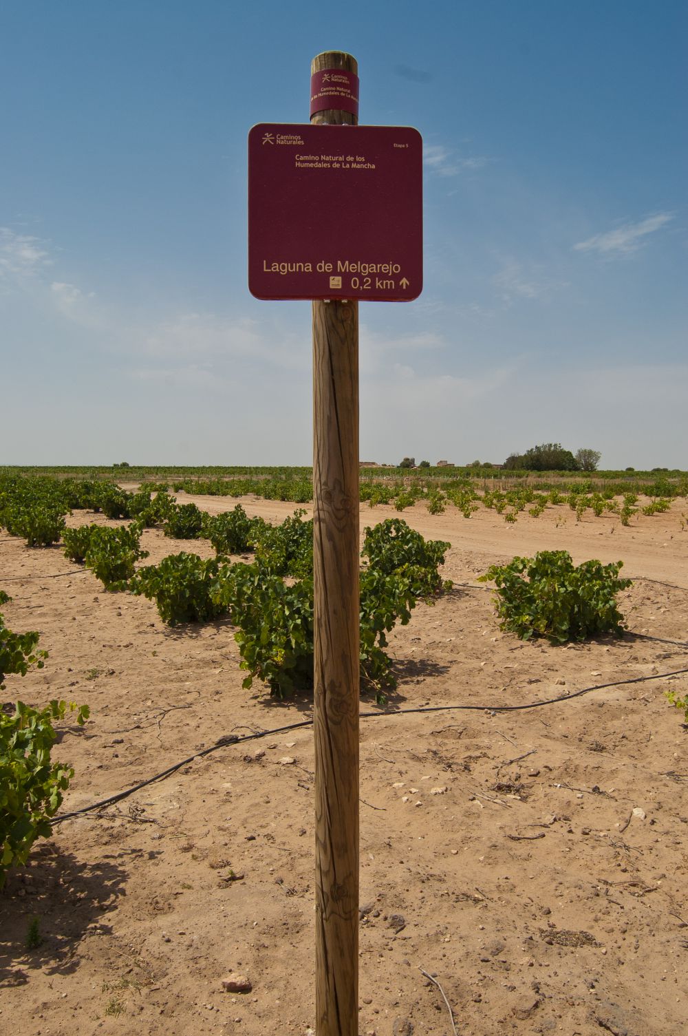 Viñedos