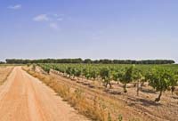 Viñedos con rodal de pino piñonero (Pinus pinea) al fondo