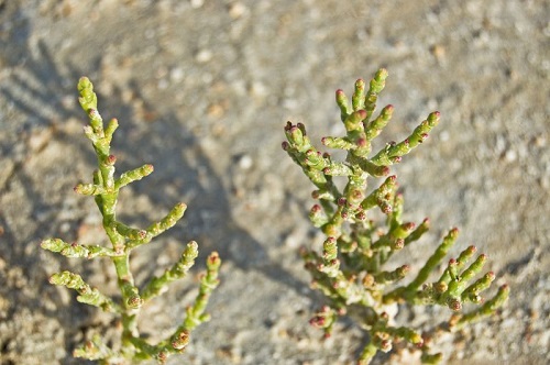 Laguna de Manjavacas