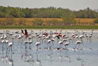 Flamencos (Phoenicopterus roseus) en Laguna Larga de Villacañas