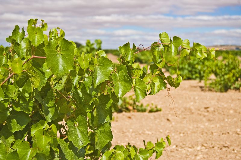 Viñedos