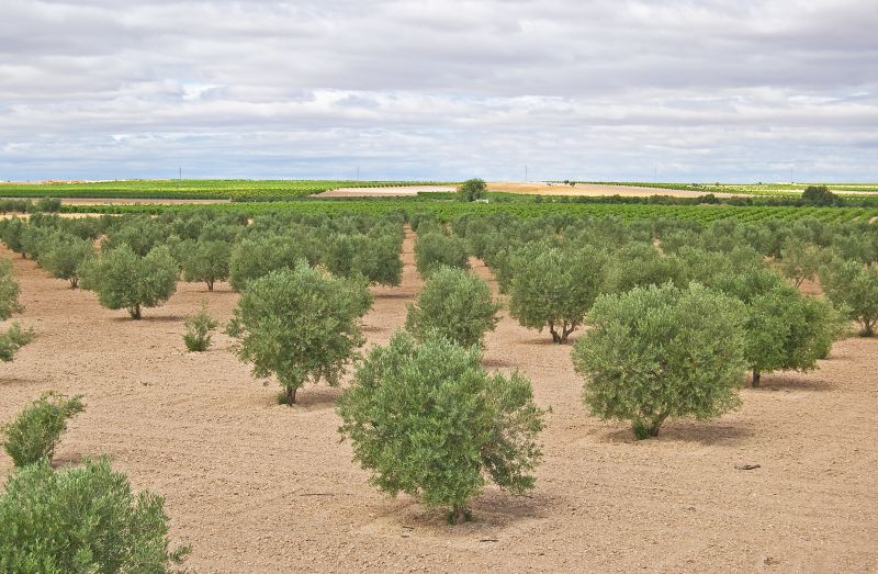 Olivar