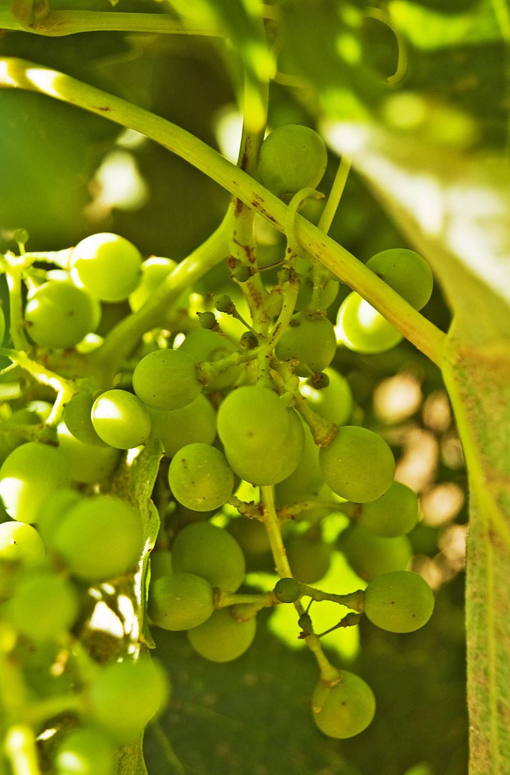 Viñedos