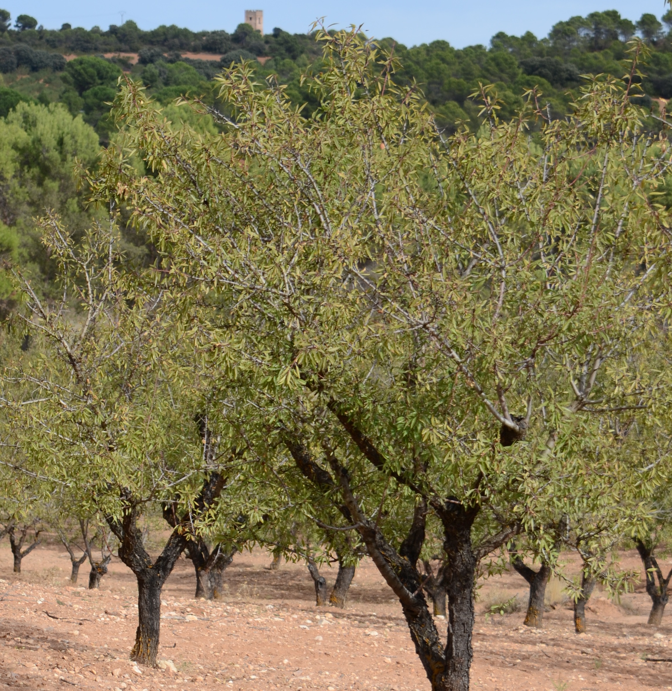 Almendro 