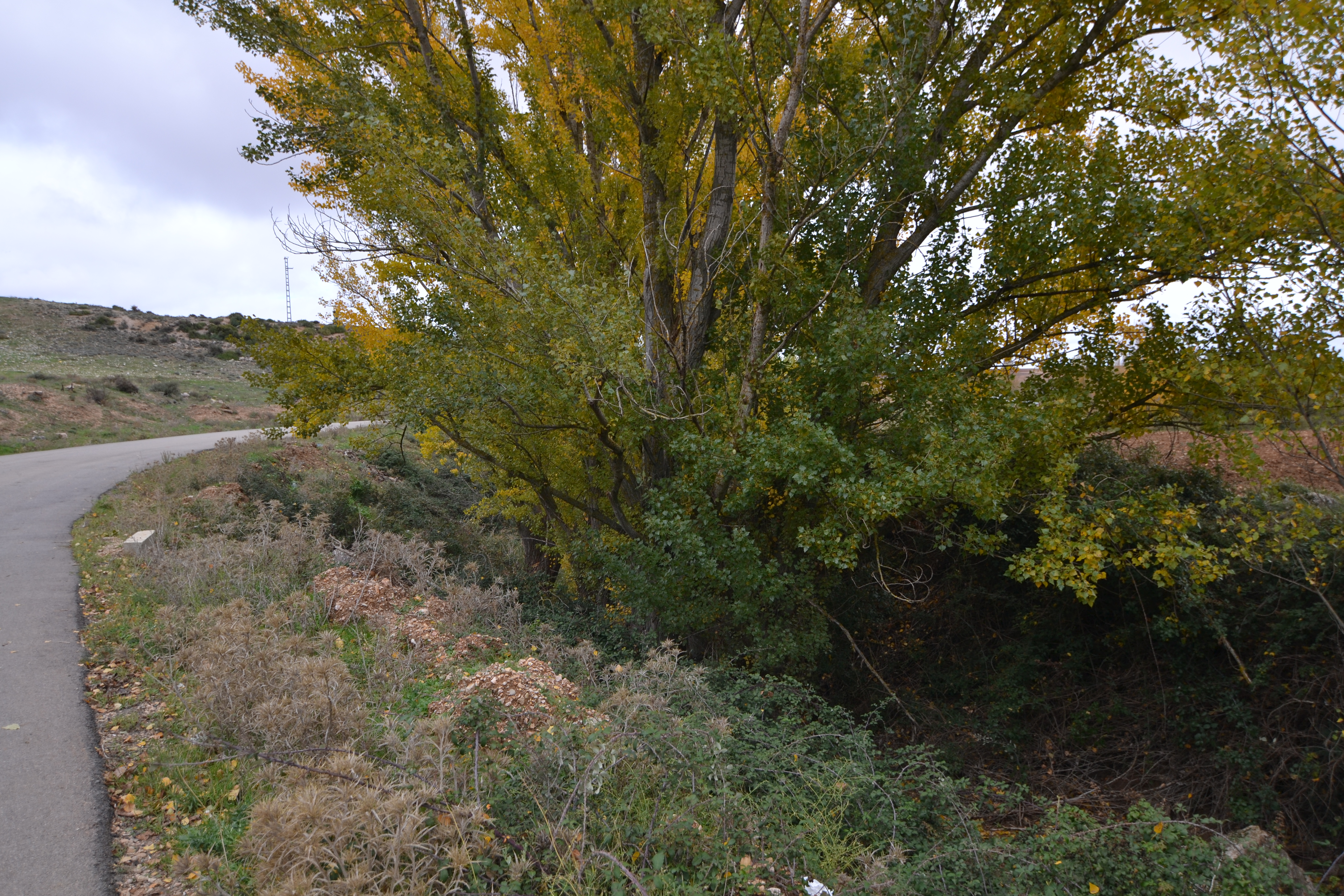 Arroyo del Hocino