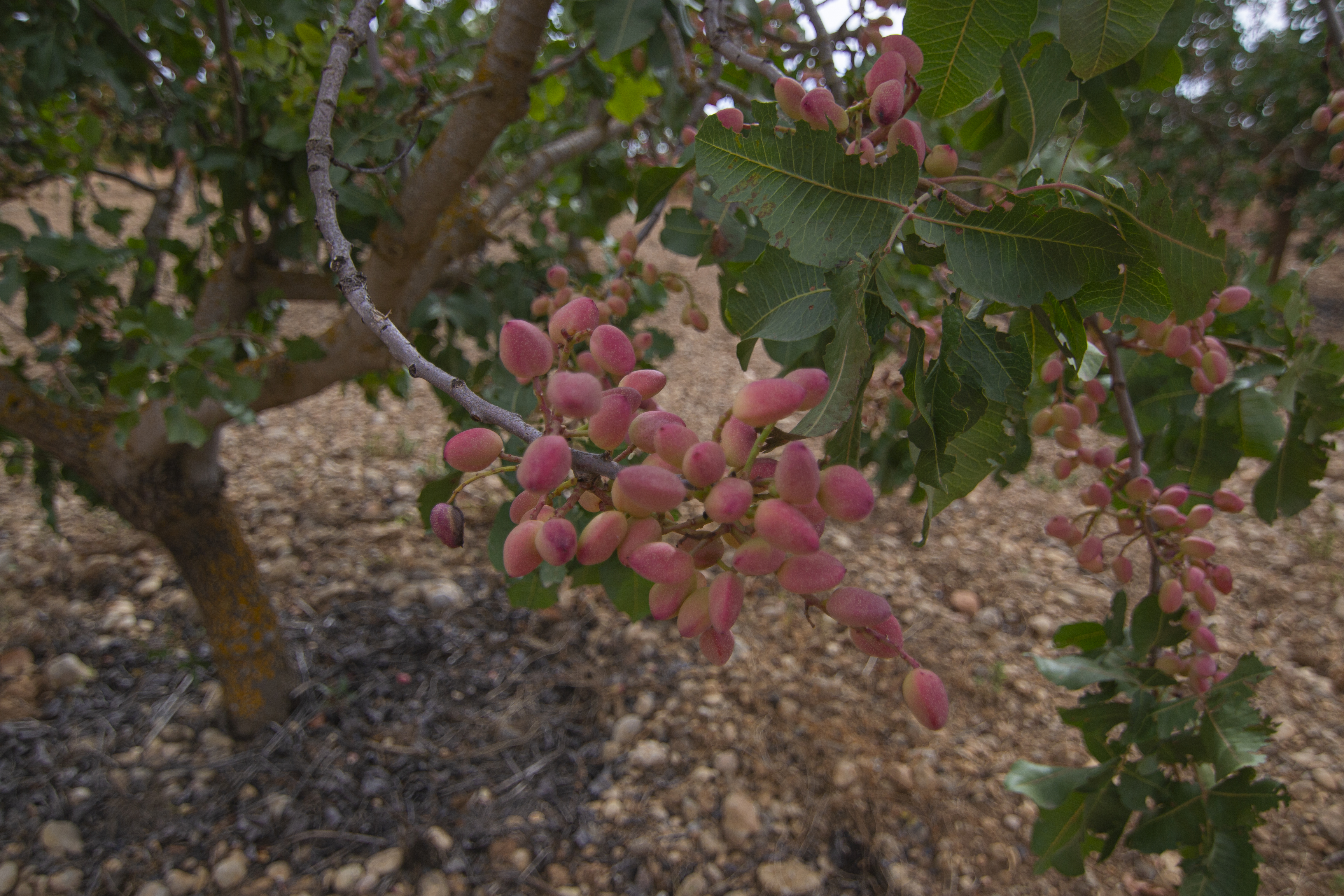 Cultivo de Pistachos