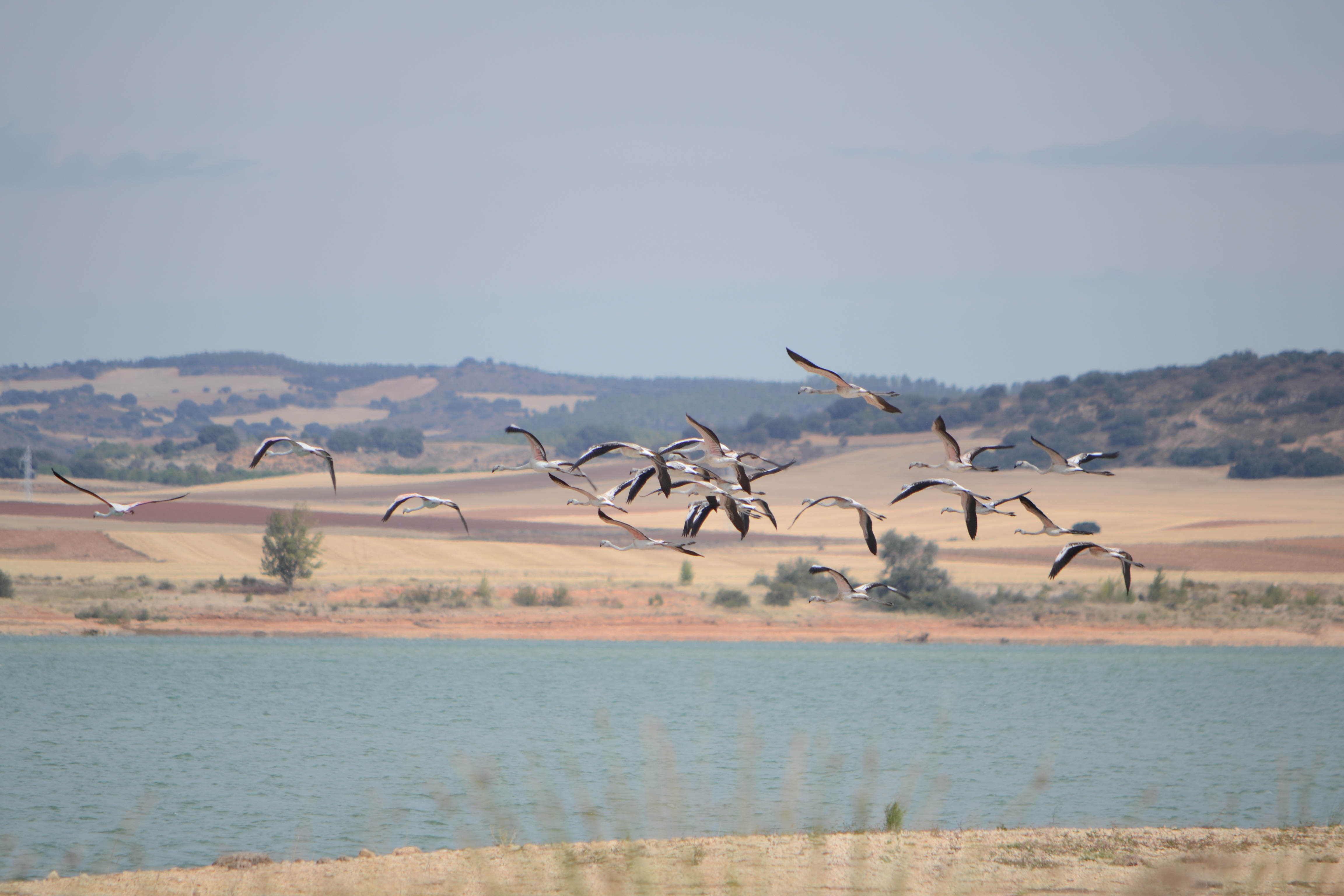 Bandada de flamencos sobrevolando el embalse