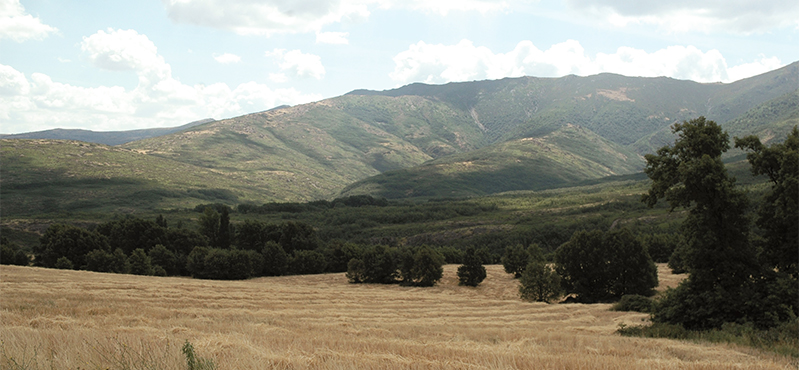 Camino Natural de los hayedos y robledales de Riaza
