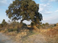 El sendero se estrecha bajo una encina