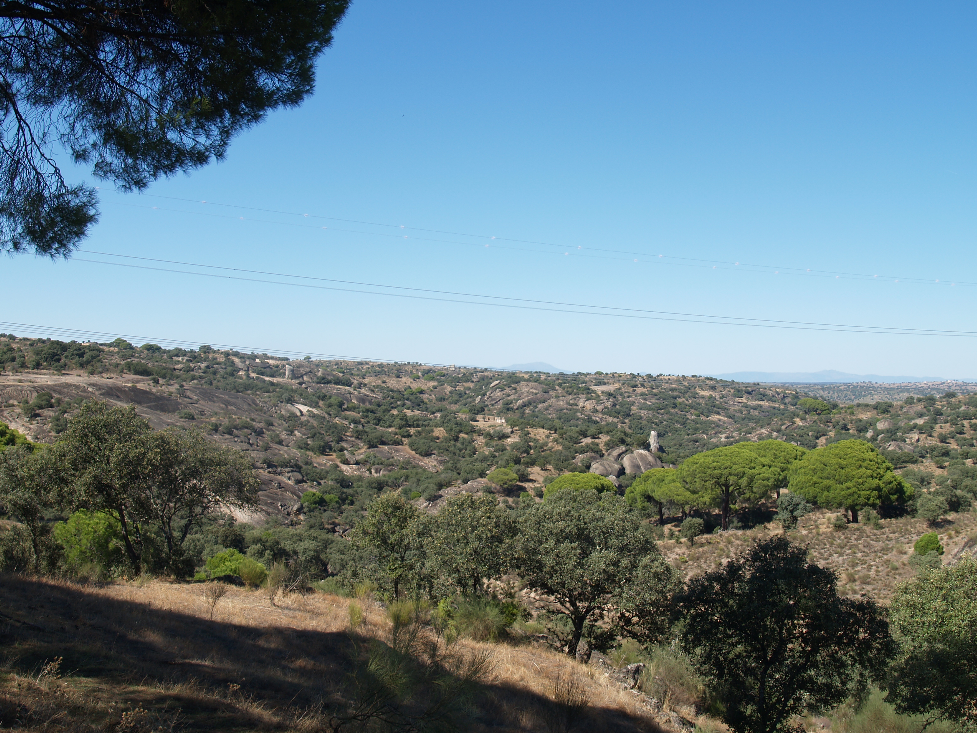 Zona de Especial Protección Pinares de Garrovillas 