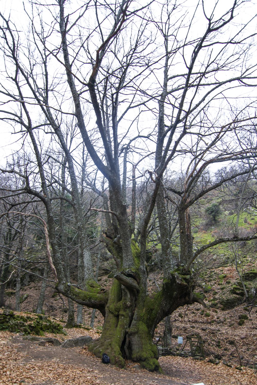 Castaños de El Temblar