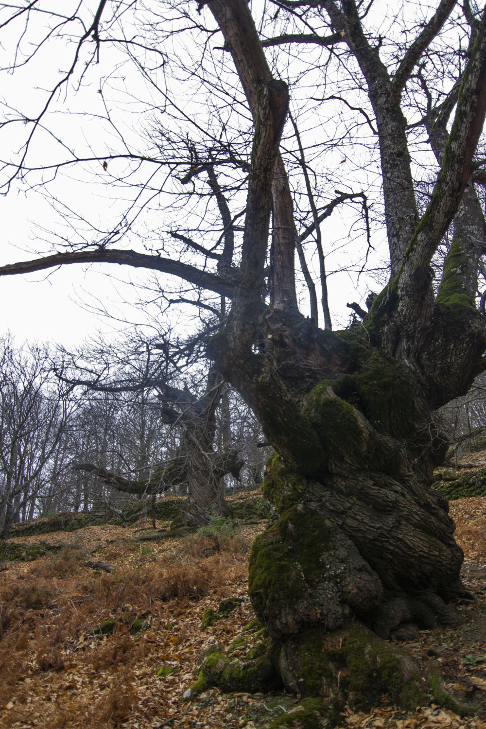Castaños de El Temblar
