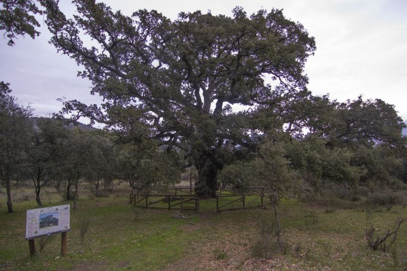 Alcornoque de La Fresneda