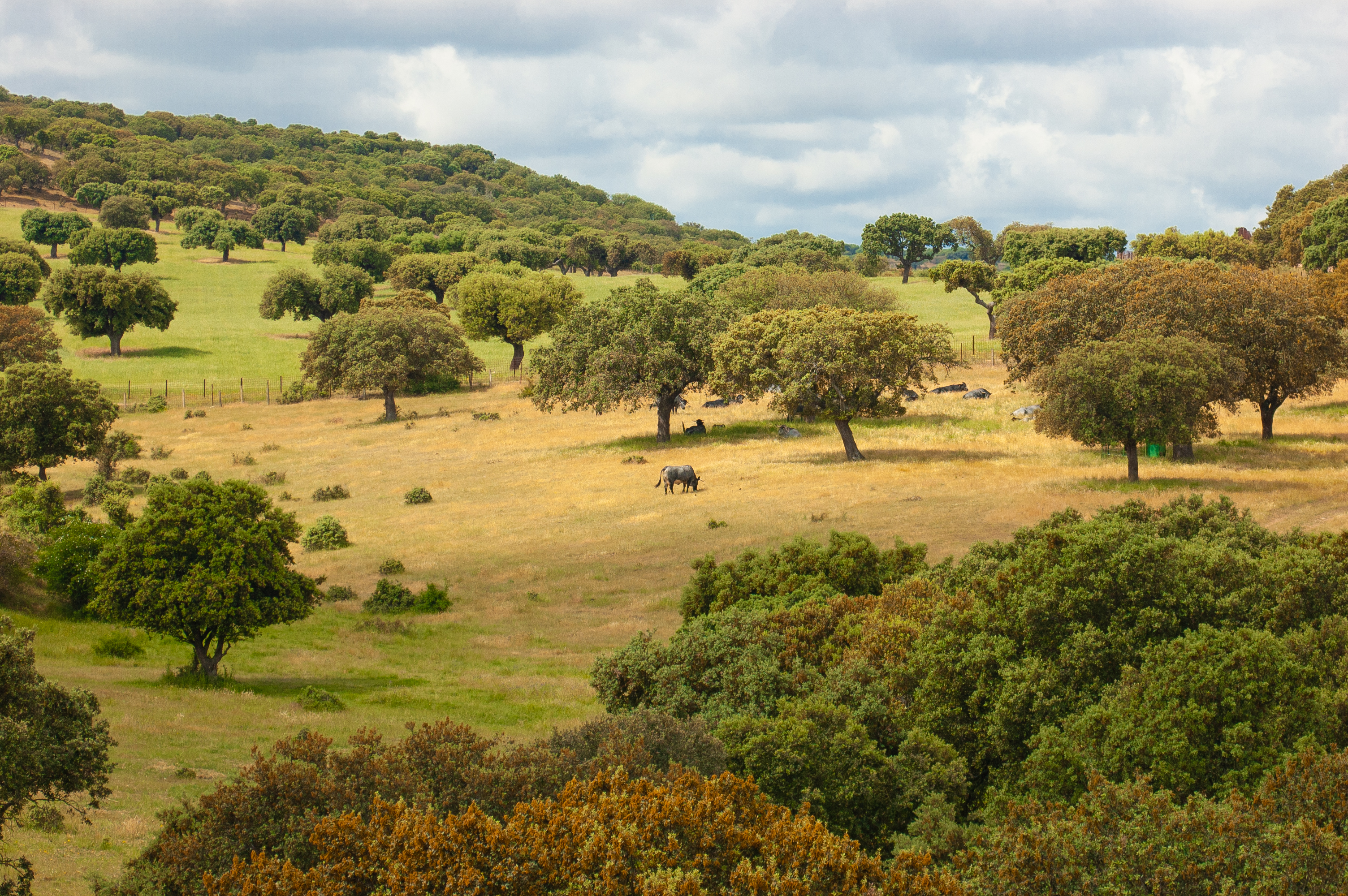 Dehesa Charra (Charra pasture)