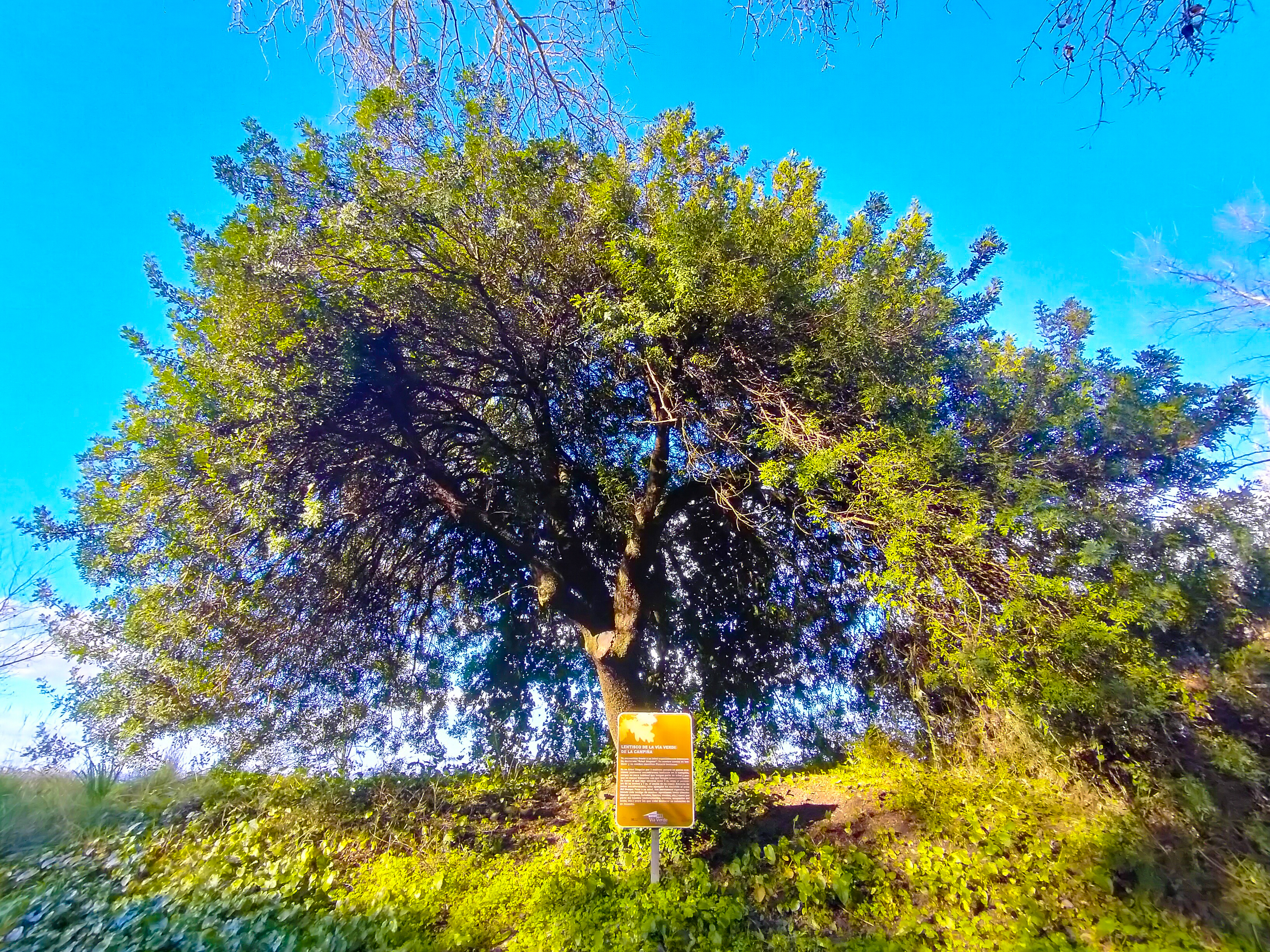 La Campiña Greenway mastic (Outstanding tree)